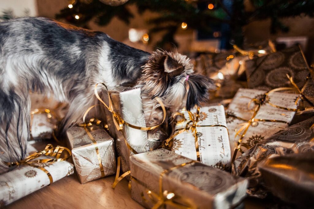 Dog Looking for Her Christmas Gifts Free Photo