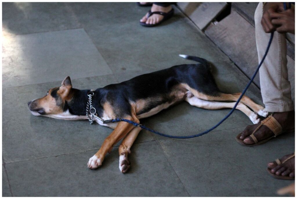 Dog Lying On Ground Stock Free