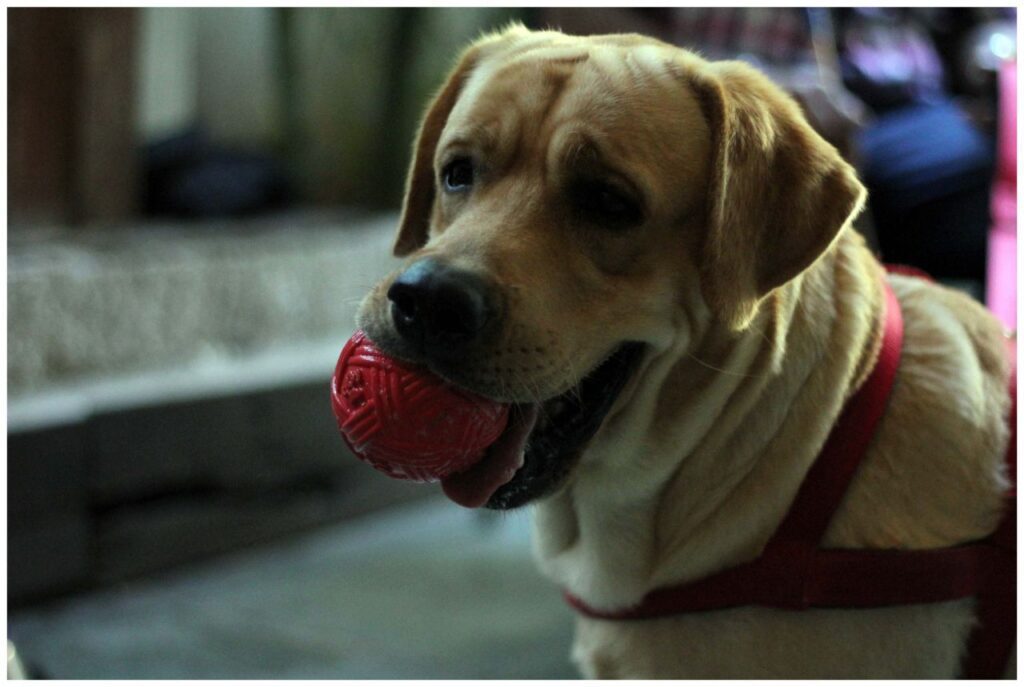 Dog Playing Ball Stock Free