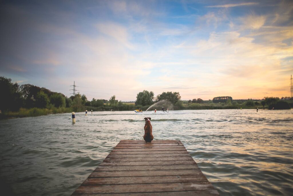 Dog Sitting on a Pier Free Photo