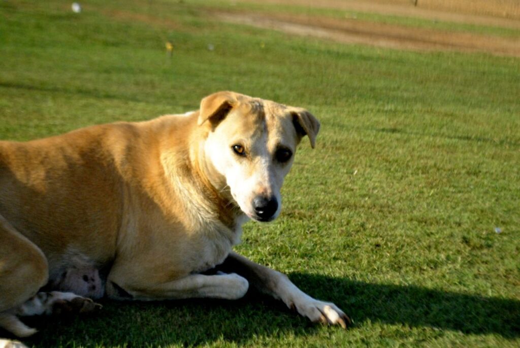 Dog Sitting On Grass Stock Free