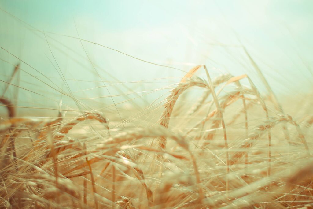 Dreamy Grain Field Free Photo