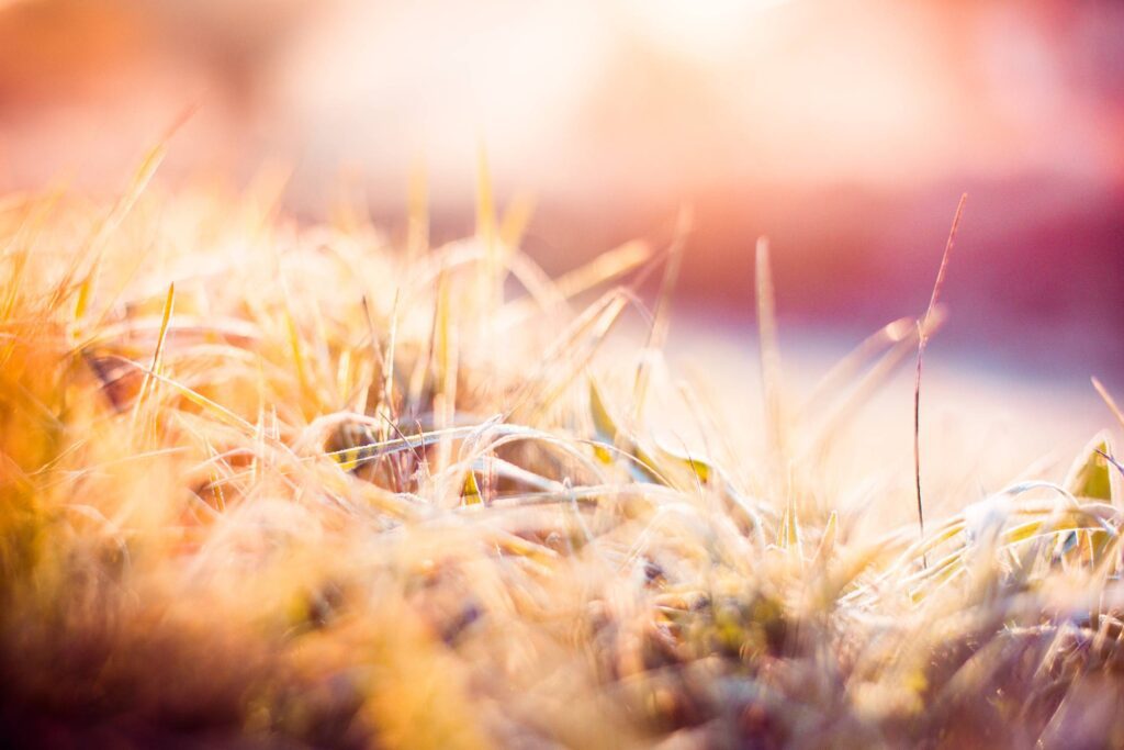 Dreamy Morning Hoarfrost on Grass Free Photo