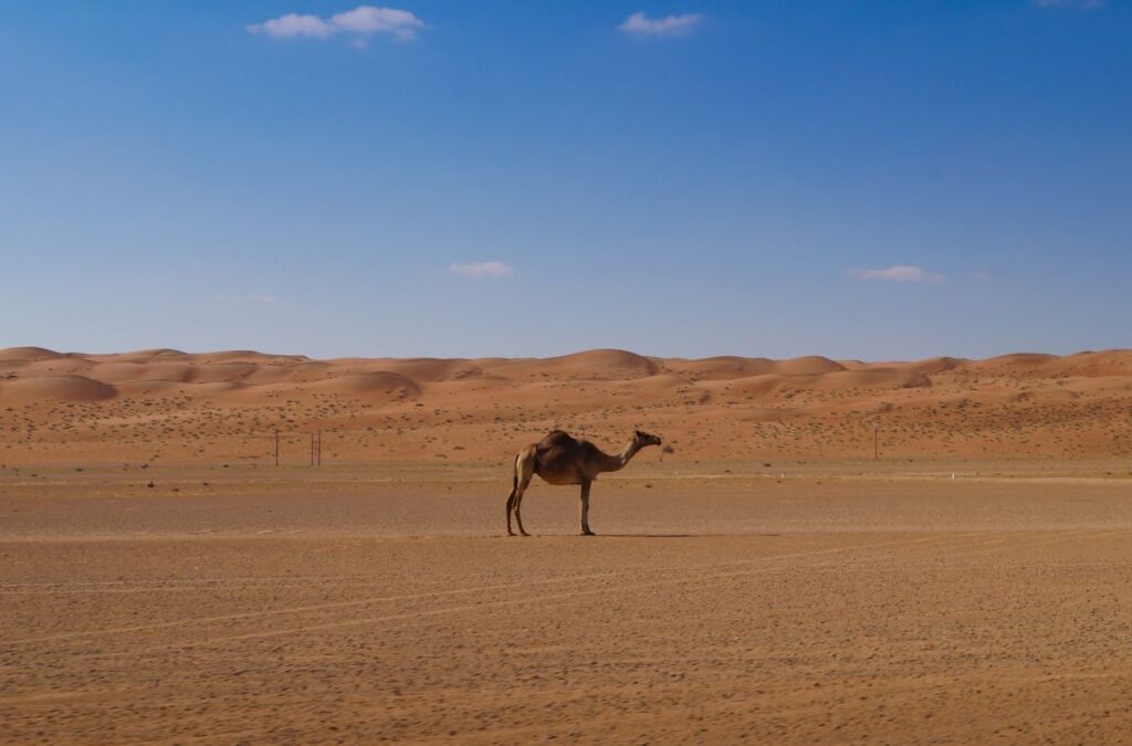 Dromedary Stock Free