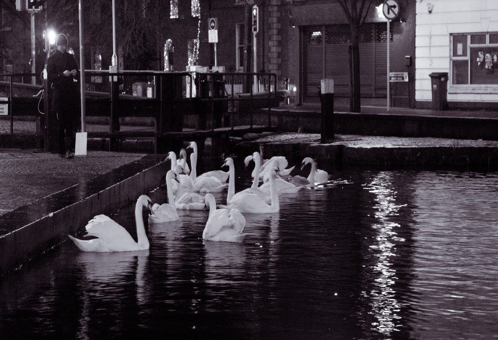 Dublin At Night Swans Free Stock HD Photo