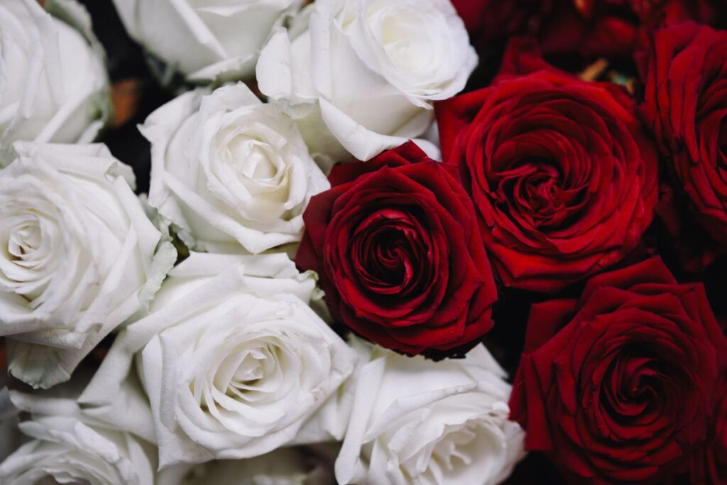 White And Red Roses Bouquet Stock Free