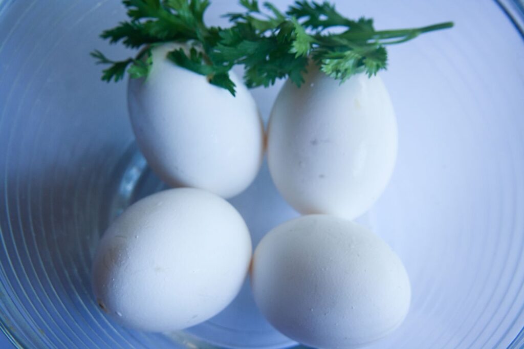 Eggs Leaves Stock Free