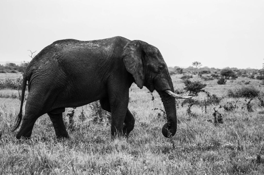 Elephant in The Wild B&W Free Photo