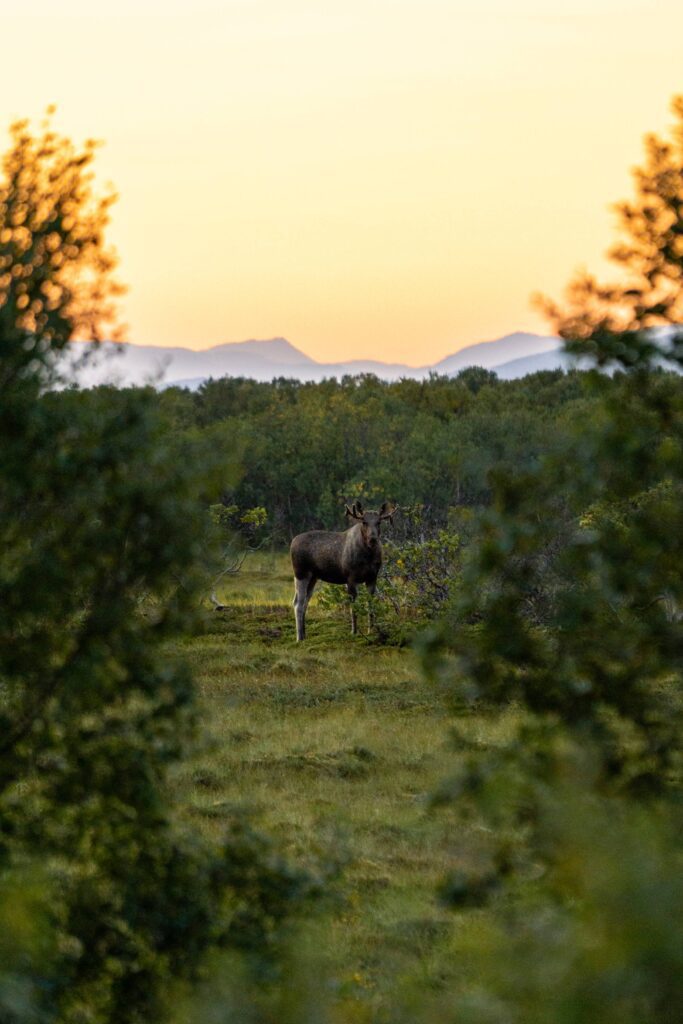 Elk on a Meadow During Dawn Vertical Free Photo