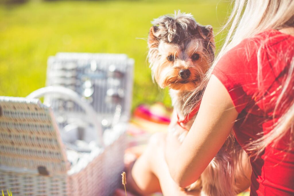 Enjoying Sunday Picnic with Cute Yorkshire Terrier Free Photo