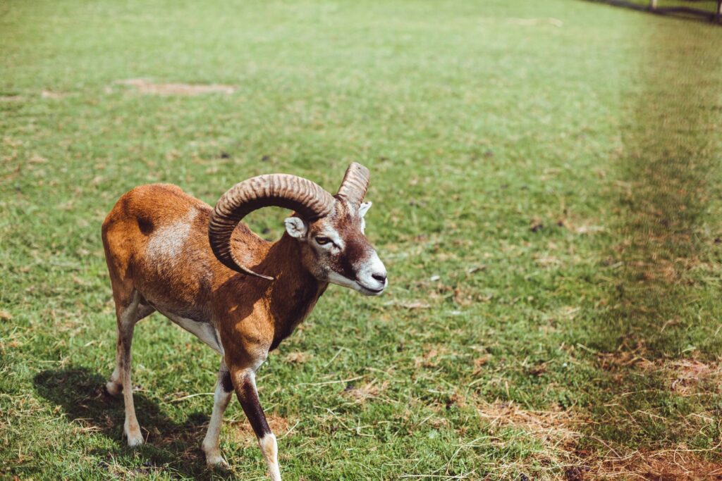 European Mouflon Walking on Green Grass Free Photo