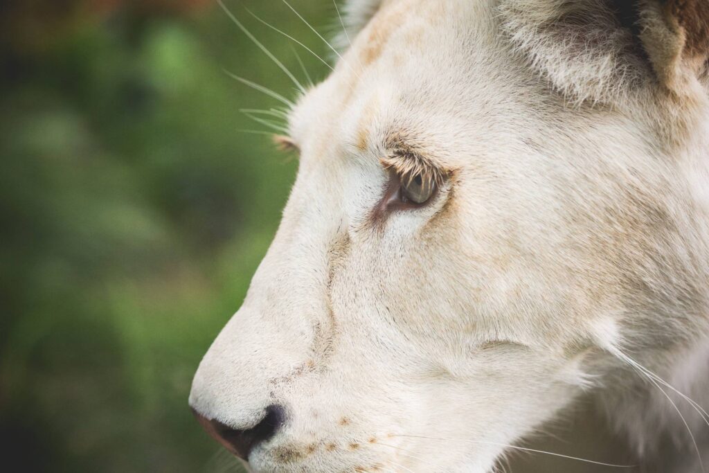 Eye of a White Lion Free Photo