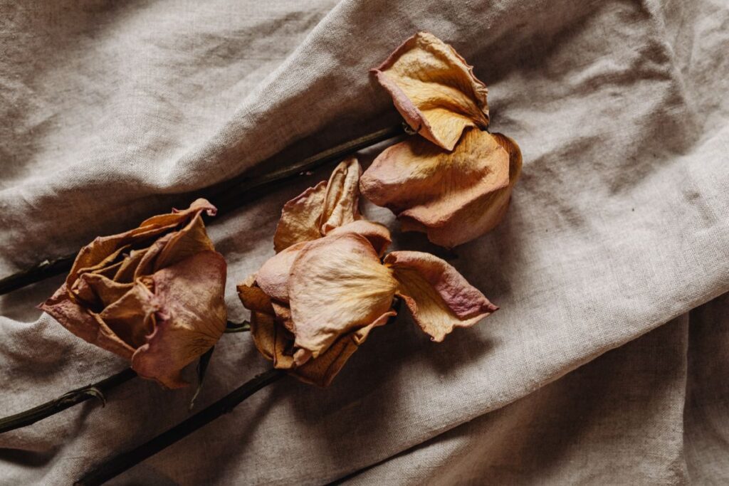 Dried rose on linen fabric – a neutral aesthetic Stock Free