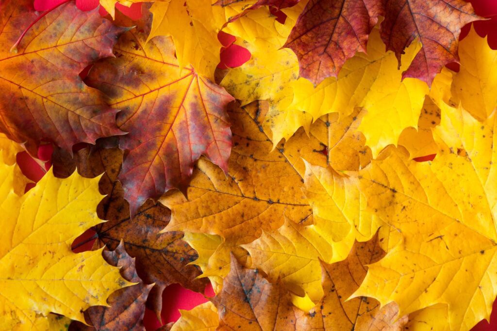 Fall Autumn Leaves Close Up Free Photo