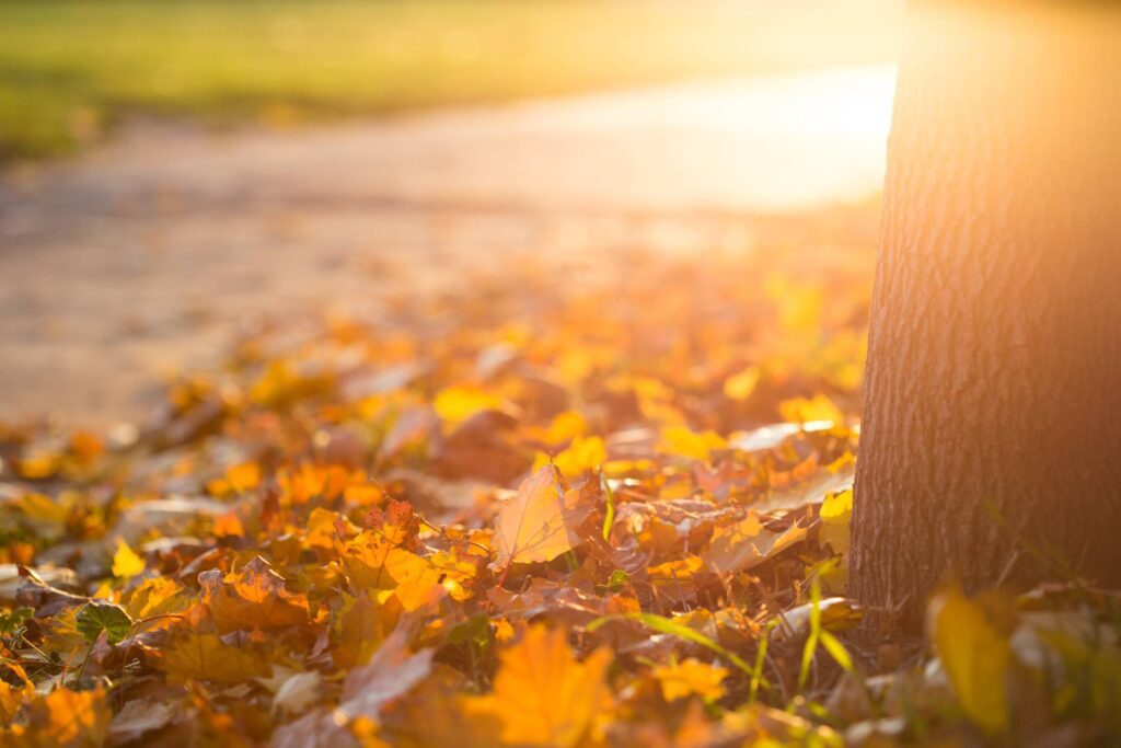 Fall Autumn Leaves on the Ground Free Photo