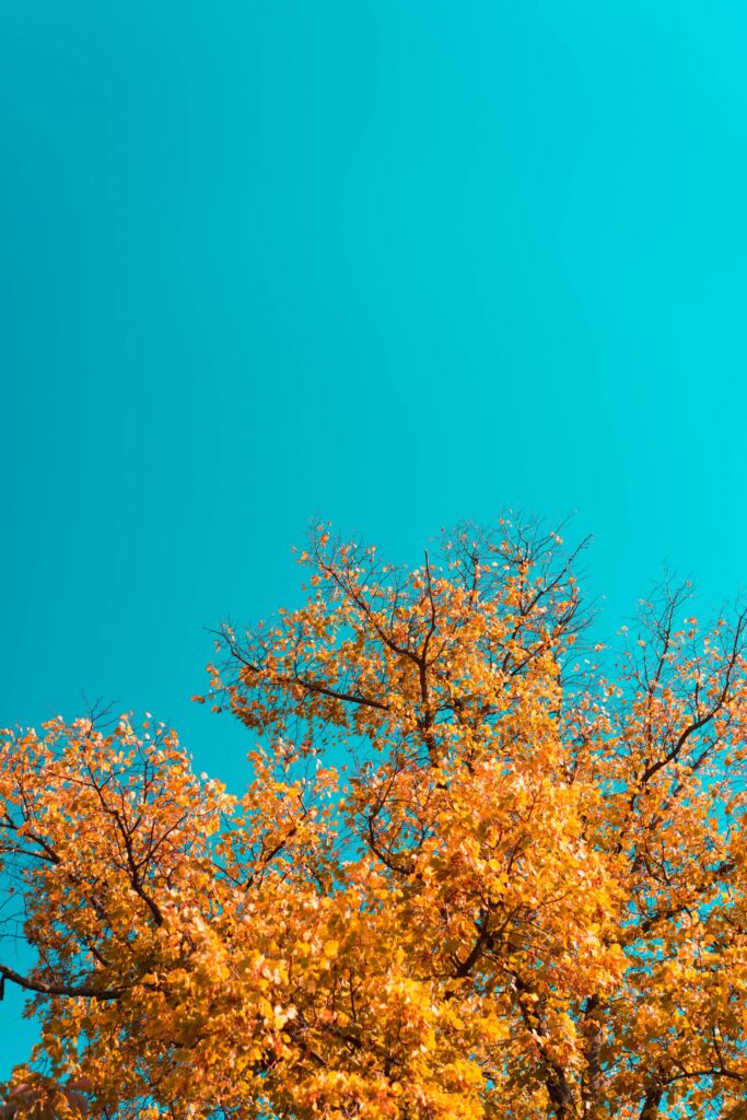 Fall Leaves Against Bright Sky Free Photo