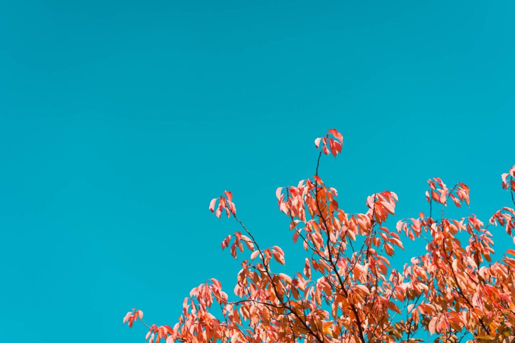 Fall Tree Against Bright Sky Free Photo