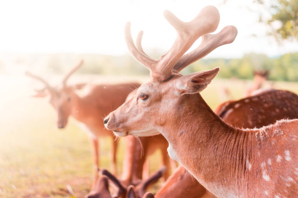 Fallow Deer Free Photo