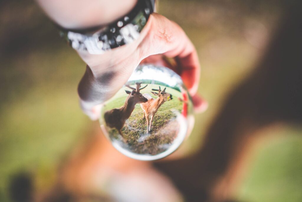 Fallow Deer Seen Through a Glass Ball Free Photo