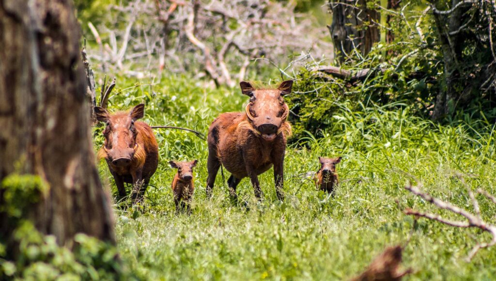 Family of Wild Boars Free Photo