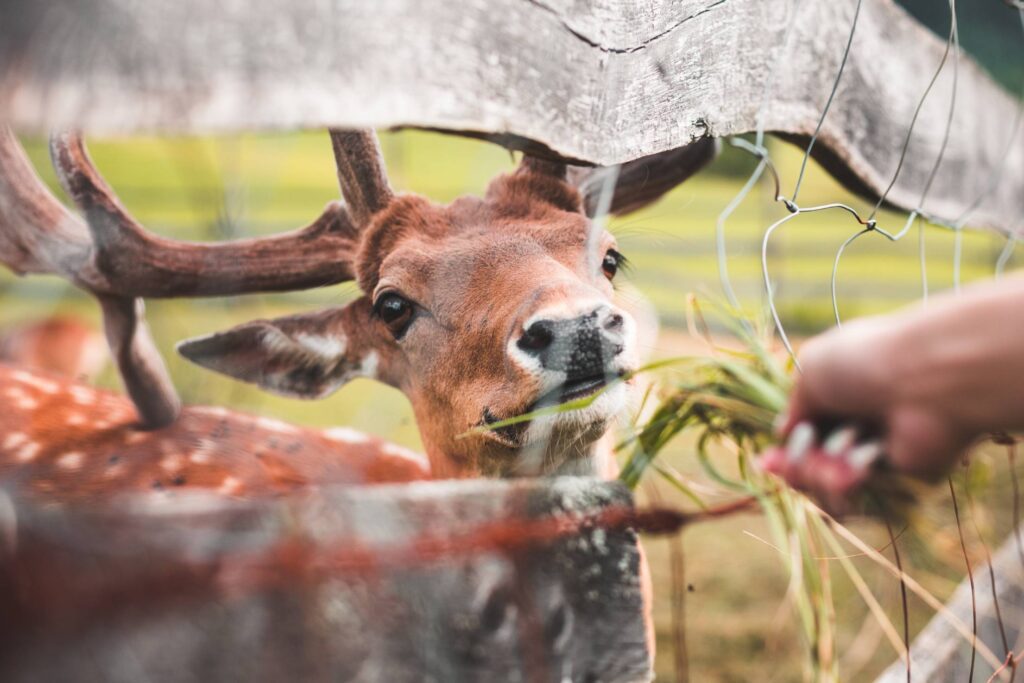 Feeding a Deer Free Photo