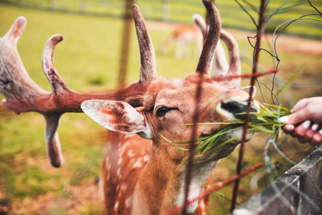 Feeding a Deer by Hand Free Photo