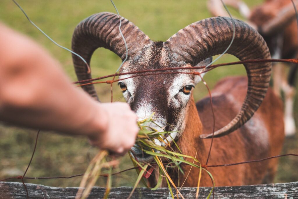 Feeding a Goat with Big Horns Free Photo