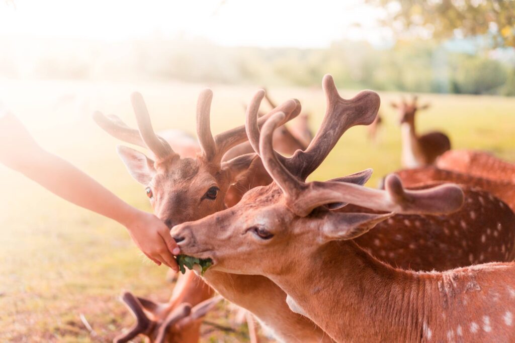 Feeding Beautiful Fallow Deers Free Photo