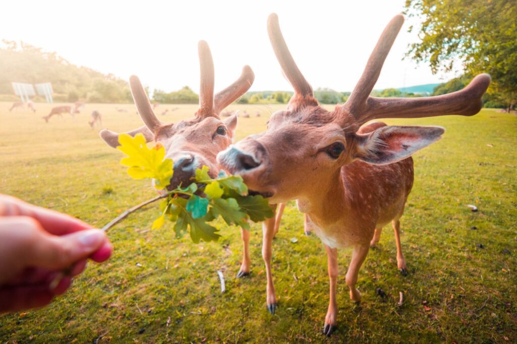 Feeding Fallow Deer by Hand Free Photo