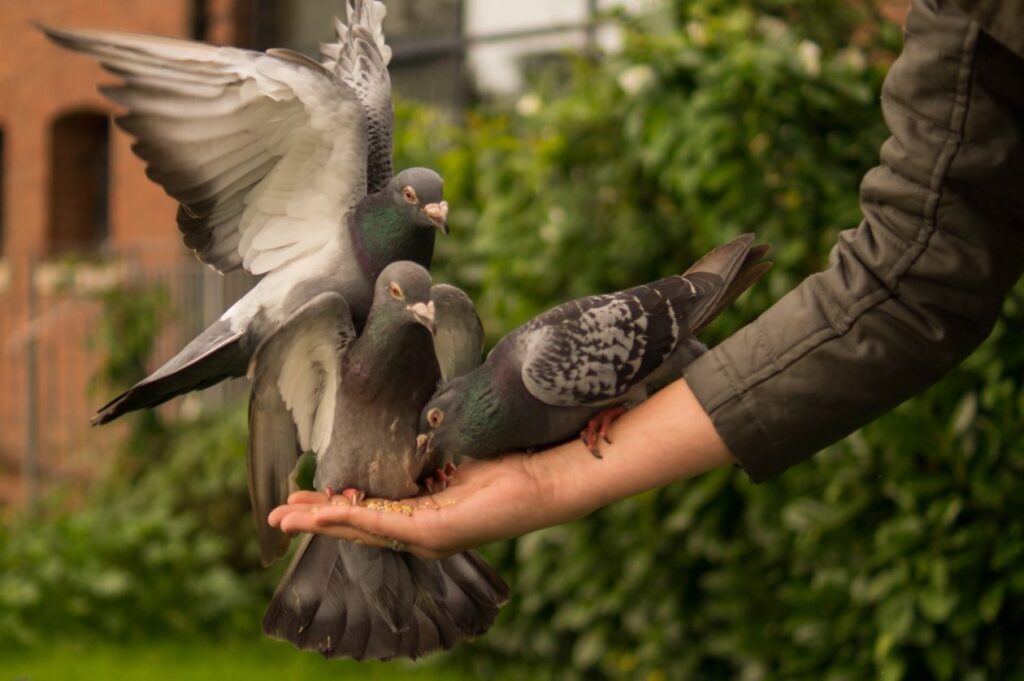 Feeding the birds Stock Free