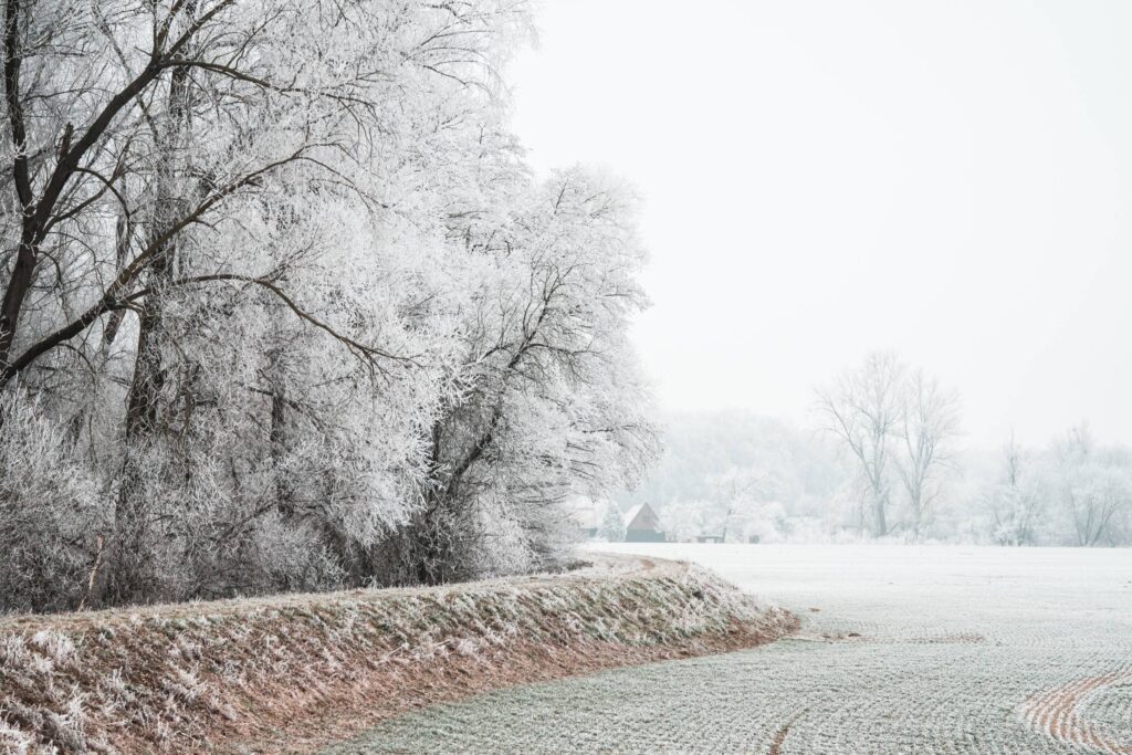 Field and Trees Covered in Hoarfrost Free Photo