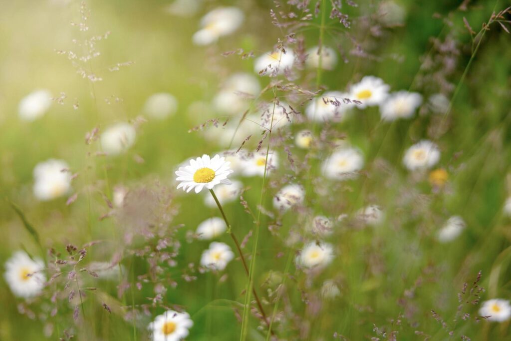 
									Field of camomiles. Camomile daisy flowers, sunny day. Summer daisies. Beautiful nature scene with blooming medical chamomilles. Alternative medicine. Spring flower background. Beautiful meadow. Stock Free