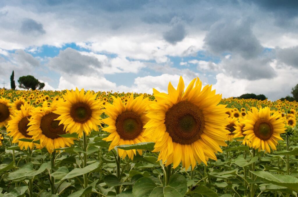 Field of sunflowers Stock Free