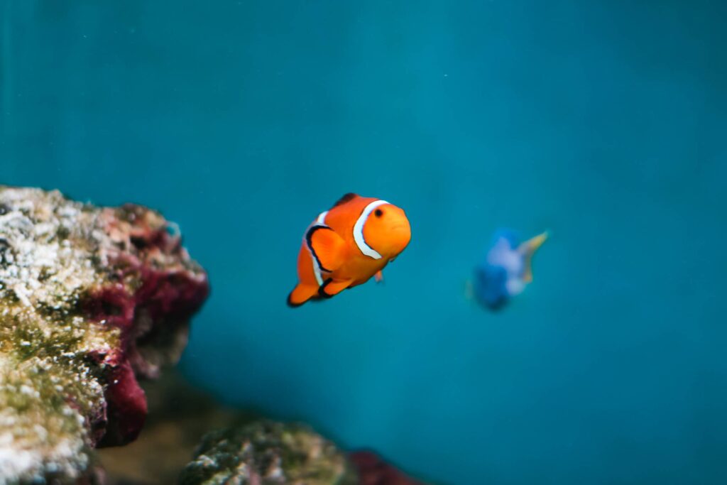 Finding Nemo and Dory as Real Fish: Percula Clownfish & Pacific Blue Tang Free Photo