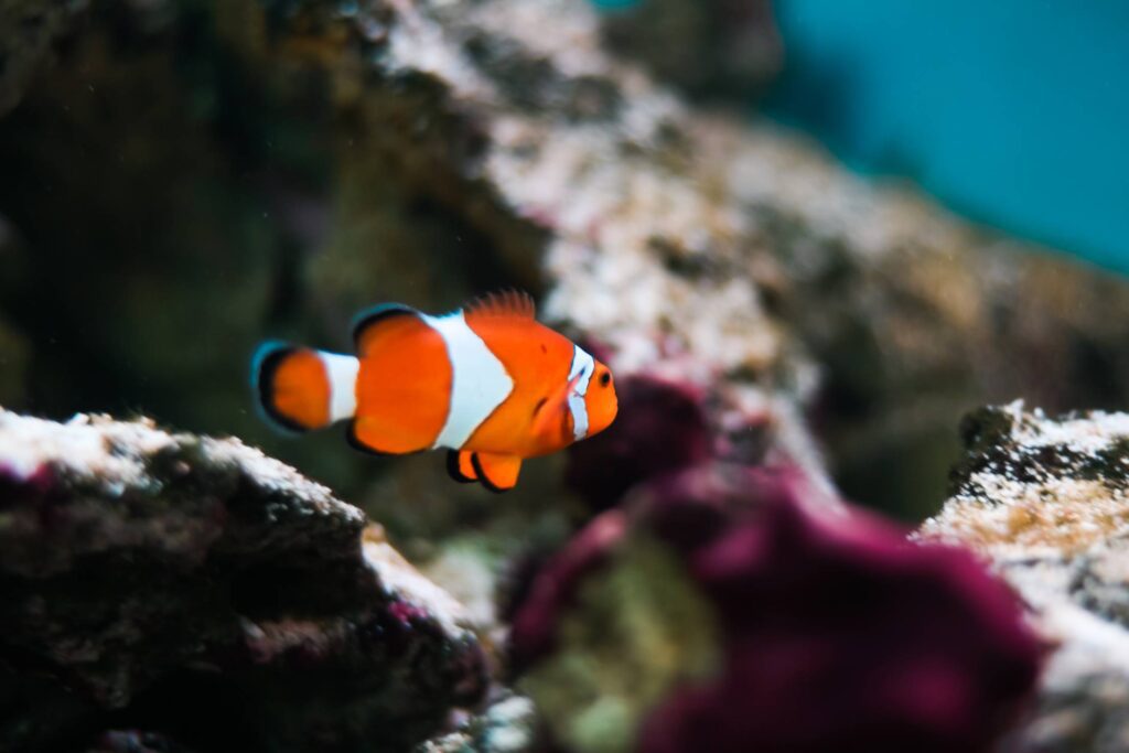 Finding Nemo Real Fish: Percula Clownfish Free Photo