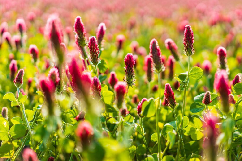 First Blooms of Crimson Clover Free Photo