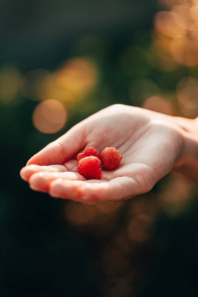 First Raspberries in Woman Hand Free Photo