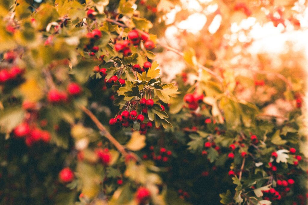 First Rose Hips Free Photo