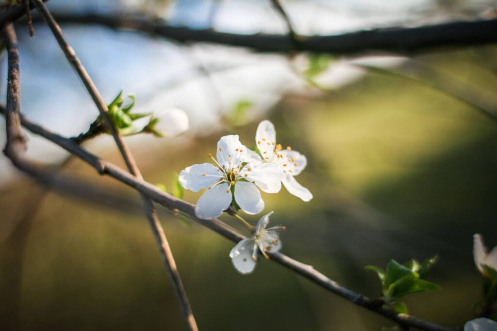 First Spring Blooms Free Photo