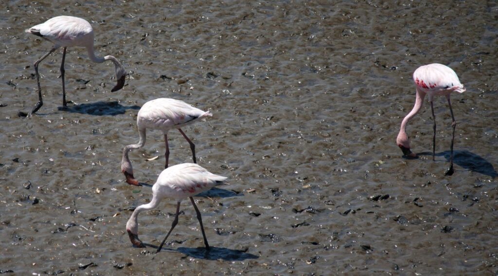 Flamingos Birds Stock Free