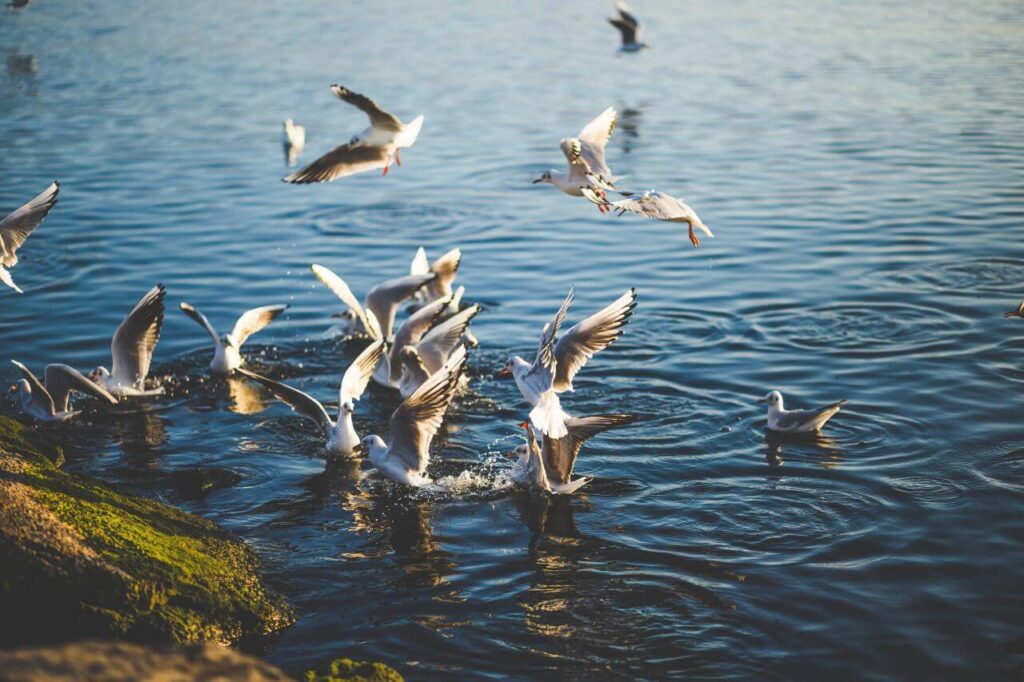 Flock of Birds Flying and Diving Stock Free