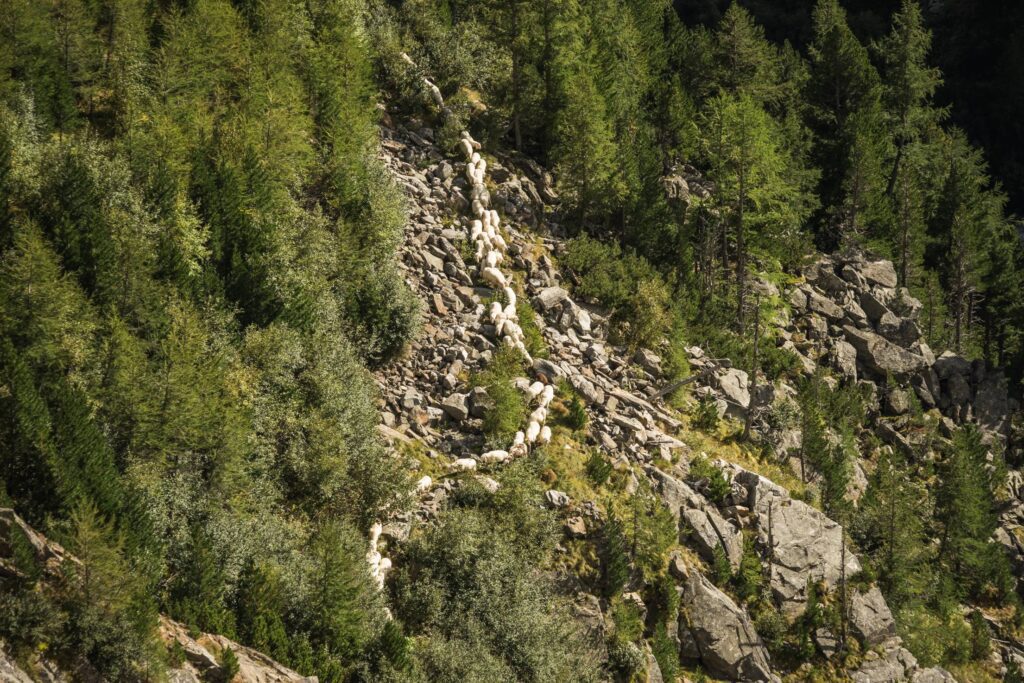 Flock of Sheep in Austrian Mountains Free Photo