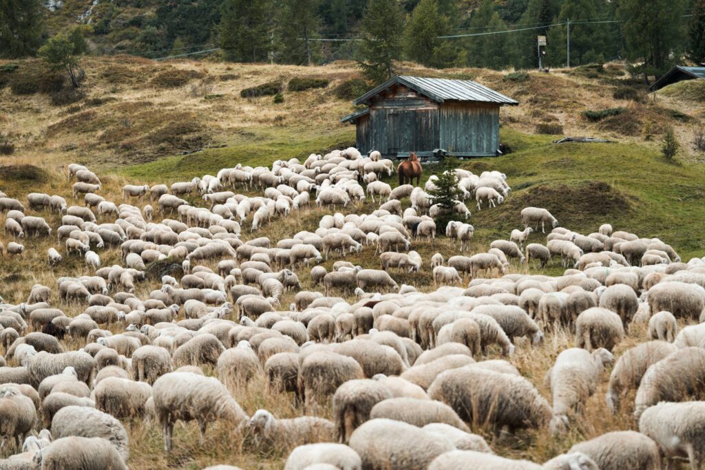 Flock of Sheep in the Mountain Pasture Free Photo