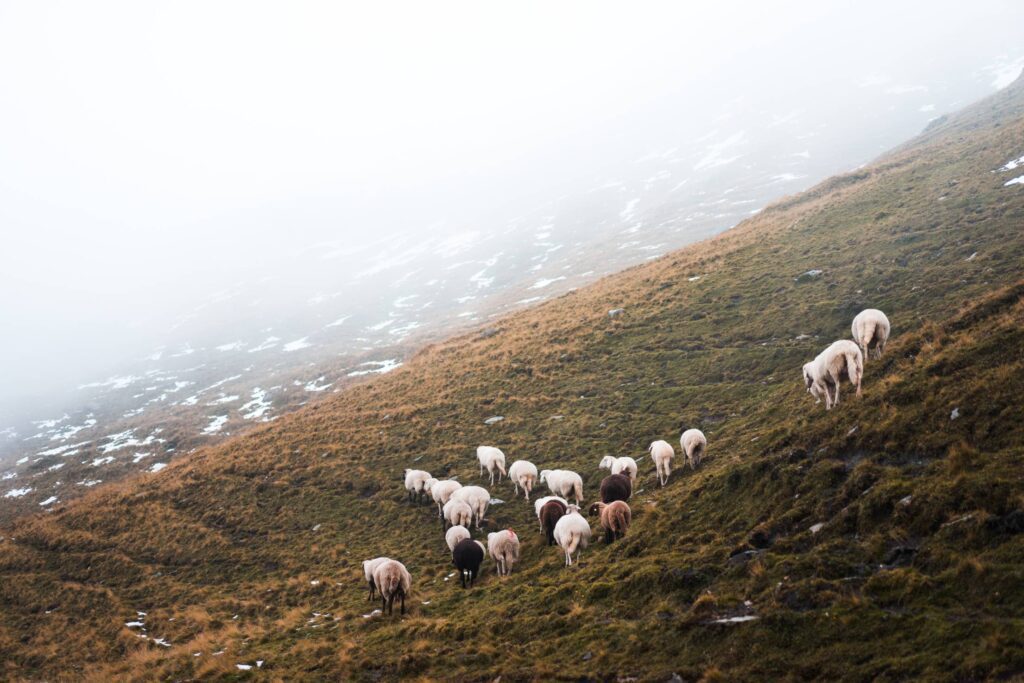 Flock of Sheep in the Mountains Free Photo