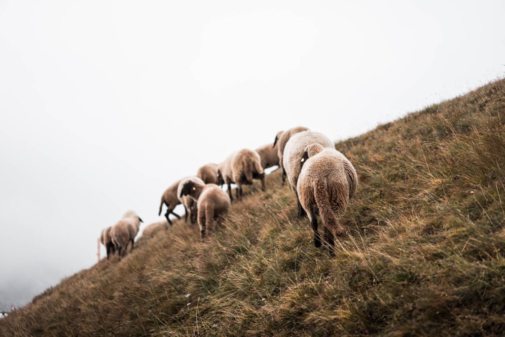 Flock of Sheep on a Steep Hill Free Photo