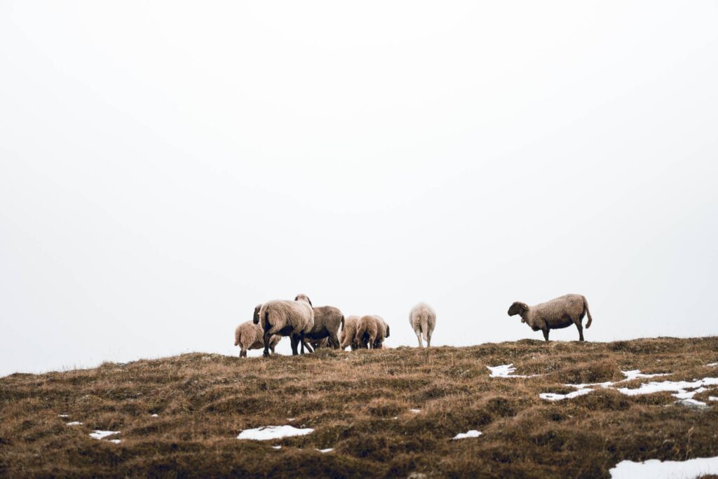 Flock of Sheep on Foggy Horizon Free Photo