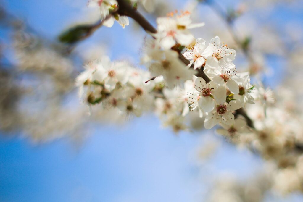 Flowering Apple-Tree Free Photo