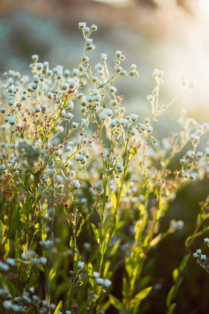 Flowering Chamomile Plant Free Photo