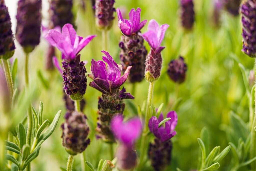 Flowering Lavender Free Photo