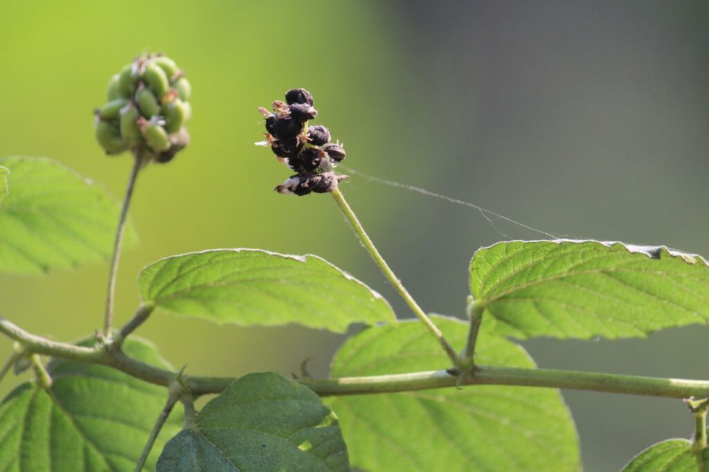 Flowering Plant Stock Free